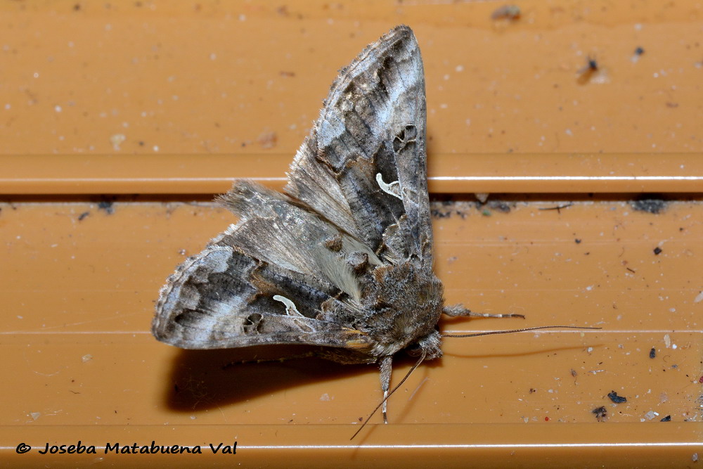 Eteroceri del mese di aprile, dal confino